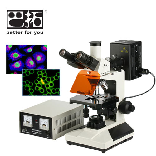 BSF-40正置荧光显微镜